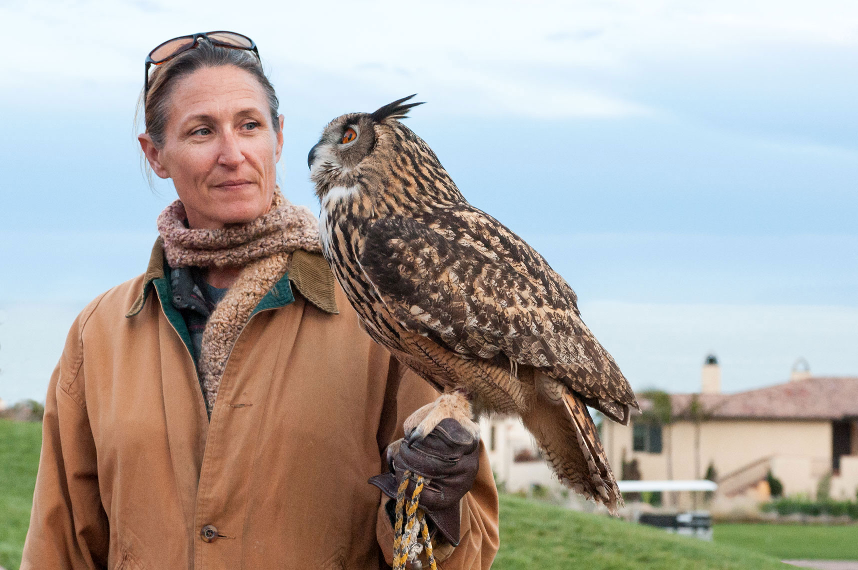 Owl